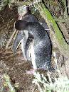 NZ02-Dec-11-19-43-00 * Yellow Eyed Penguin, Oamaru.
His mate returns. * 1488 x 1984 * (563KB)